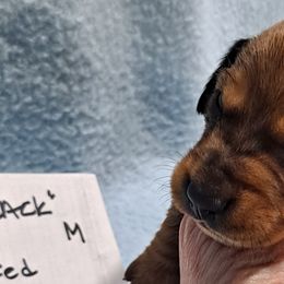 Black boy - Red Dachshund puppy in Poplar Bluff, Missouri from BW Poodles and Dachshunds