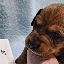 Black boy - Red Dachshund puppy in Poplar Bluff, Missouri from BW Poodles and Dachshunds