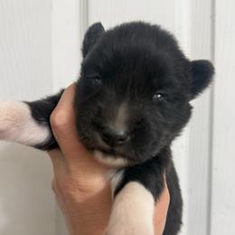 Agouti girl - Agouti and white female Siberian Husky puppy in London, Ohio from Rose Trail Siberian’s