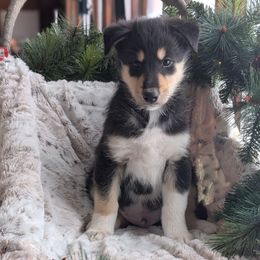 Negroni - Black tan and white male Siberian Husky puppy in Webster City, Iowa from Kaleidoscope
