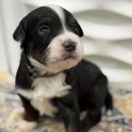 Heath - Tri-color male Bernedoodle puppy in El Campo, Texas from Little Fur Friends Bernedoodles