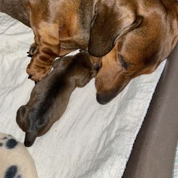 Dachshund Puppies from Casperdachs