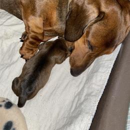 Dachshund Puppies from Casperdachs