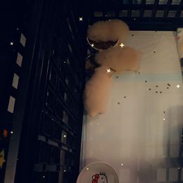 Pomeranian Puppies from A Sample Of Gods Love Kennels