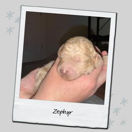 Zephyr - Cream male Poodle puppy in Spring Branch, Texas from Mezzo Poodles