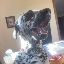 Dalmatians from Lots of Spots