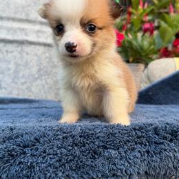 Lotto - Red female Pembroke Welsh Corgi puppy in Alabama from White Oak Corgis and Retrievers