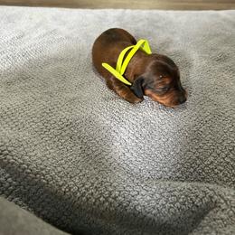 G2 green - Chocolate and cream female Dachshund puppy in Harpers Ferry, West Virginia from Brandie Kelley
