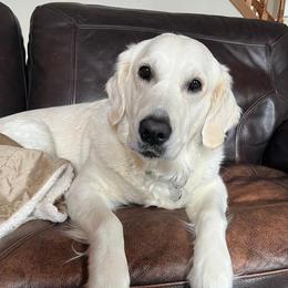 Zoey - Golden Retriever