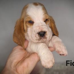 Fiona - Lemon and white female Basset Hound puppy in Mack's Creek, Missouri from Mack's Creek Basset Hounds