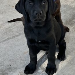 Labrador Retriever Puppies from Lacey’s Labradors