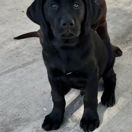 Labrador Retriever Puppies from Lacey’s Labradors