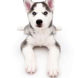 Zeke - Black and white male Siberian Husky puppy in Elmwood Park, Illinois from Goldens&MiniAussiesWithFinesse