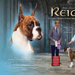 Reign - Boxer