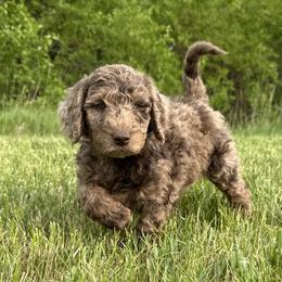 Aussiedoodle, Labradoodle, and Sheepadoodle Puppies from Boxcar Doodles and Poodles
