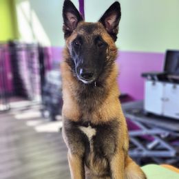 Australian Shepherd and Belgian Malinois Puppies from Rock 'n Wool Aussies & Malinois
