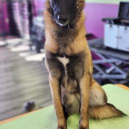 Australian Shepherd and Belgian Malinois Puppies from Rock 'n Wool Aussies & Malinois