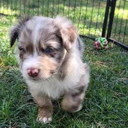 Timber - Red merle male Australian Shepherd puppy in Lubbock, Texas from Barn Raised Aussies