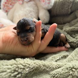 Dutch - Grizzle male Lakeland Terrier puppy in Norfolk, Virginia from Cirnef Lakelands