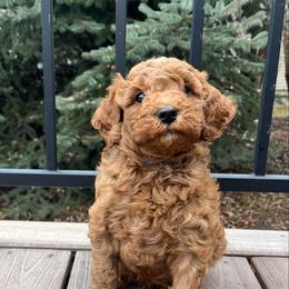 Crash - Red  male Goldendoodle puppy in Sugar City, Idaho from Idaho Sugar Doodle Pups