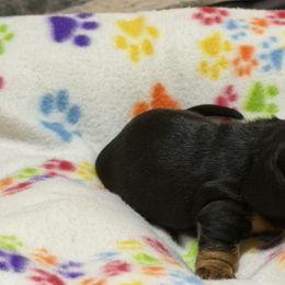 Aretha F - Black and tan female Dachshund puppy in Wesley Chapel, Florida from Russell Lee Overton