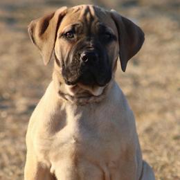 Rainbow Collar Fawn Female - Fawn female Boerboel puppy in Wasilla, Alaska from Northland Boerboels