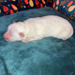 Frosty Boy - White male American Eskimo Dog puppy in Westwego, Louisiana from Connie's American Eskimo Dogs and Mini Australian Shepherd Dogs