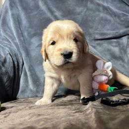 Blackie - Light golden Golden Retriever puppy in Otis Orchards, Washington from Sunlite Golden Retrievers