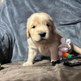 Blackie - Light golden Golden Retriever puppy in Otis Orchards, Washington from Sunlite Golden Retrievers