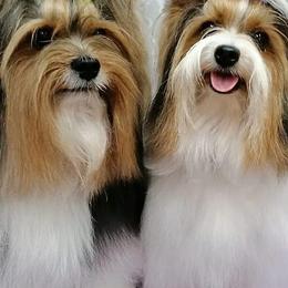Biewer Terriers from The Stages of Breeding