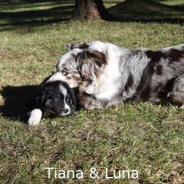 Australian Shepherd Puppies from Glacier Aussies