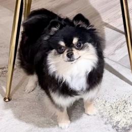Angel - Pomeranian