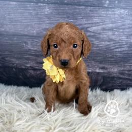 Sunny - Sable female Goldendoodle puppy in Utah County, Utah from Big Hearted Breeders