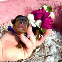 AKC Bruce - Black and gold male Yorkshire Terrier puppy in Hertford, North Carolina from Peters Pups Yorkshire Terriers