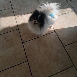 Bentley - Pomeranian