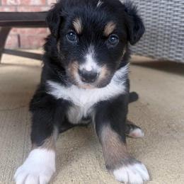Cosmo - Black tri-color male Australian Shepherd puppy in Cypress, Texas from Cypress Aussies