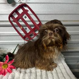 AKC Kendall - Chocolate and tan female Shih Tzu puppy in Elgin, South Carolina from Silver Bells Paw Prints