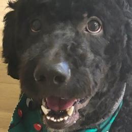 Goldendoodles from Kona’s Pups