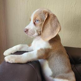 Dorothy - Tan and white female Beagle puppy in Bois D Arc, Missouri from Country Home Pets and Farm