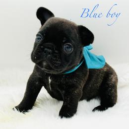 Mateo - Brindle male French Bulldog puppy in Largo, Florida from Big Daddy Frenchies