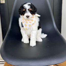 Toucan - Tri-color male Bernedoodle puppy in Salt Lake County, Utah from Coco Avenue Pups