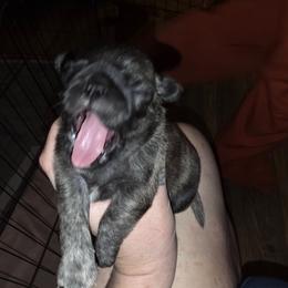 Lady GaGa - Brindle female Pug puppy in Spokane, Washington from Kapelac's Royal Pugs