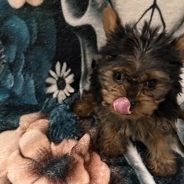 Yorkshire Terriers from Vickie Carpentiere