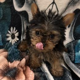 Yorkshire Terriers from Vickie Carpentiere