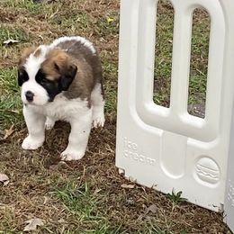 Saint Bernards from BnC Breeders