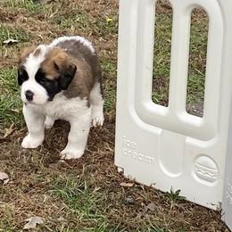 Saint Bernards from BnC Breeders