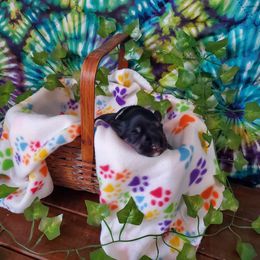 Miniature Schnauzer Puppies from Nature's Nook