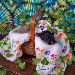 Miniature Schnauzer Puppies from Nature's Nook
