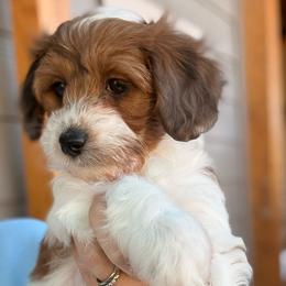 Girl 2 - Fawn sable female Havapoo puppy in Roseburg, Oregon from Sharon’s Sheepadoodle’s