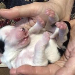 Border Collie Puppies from Cahill’s Canines